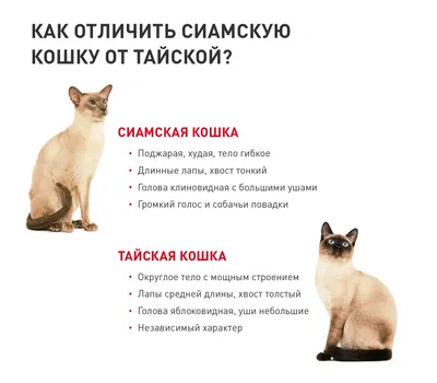 Качественные изображения Тайской кошки в разных размерах 
