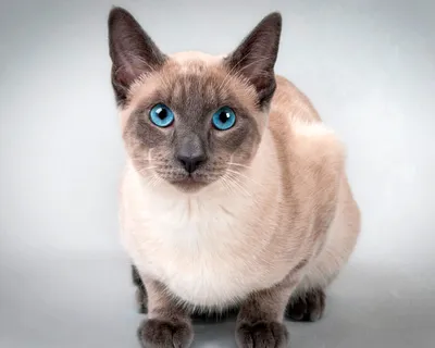 Тайская кошка на фото - идеальный выбор для фона 