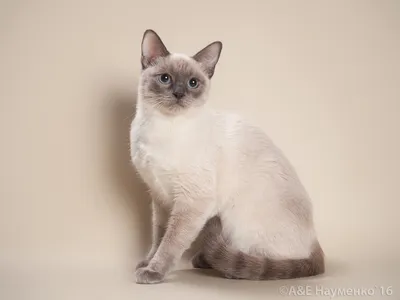 Заглядывая в глаза Тайской кошки: фото в хорошем качестве 
