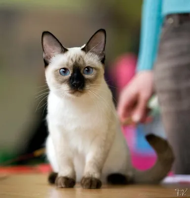 Искусные снимки Тайской кошки 
