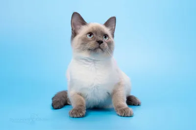Бесплатное скачивание фото с изображением Тайской кошки 