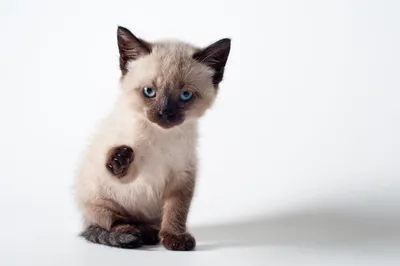 Потрясающие изображения Тайской кошки 