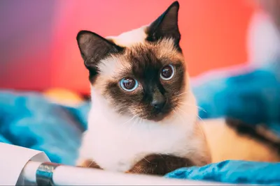 Взгляните на удивительные снимки Тайской кошки 