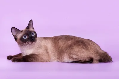 Пленительные изображения Тайской кошки 