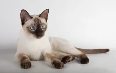 Погрузитесь в мир красоты с Тайской кошкой на фото 