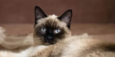 Фото Тайской кошки - насладитесь ее изяществом 