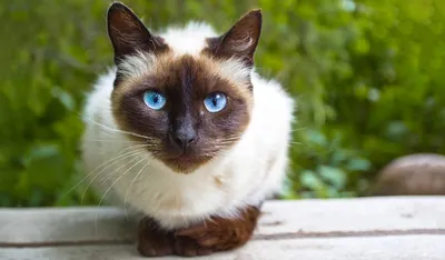 Фотографии роскошной Тайской кошки 