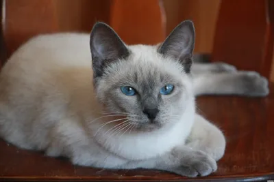 Фото Тайской кошки - лучший выбор для ваших обоям