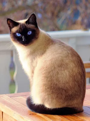 Фоны с Тайской кошкой - обои для вашего экрана 
