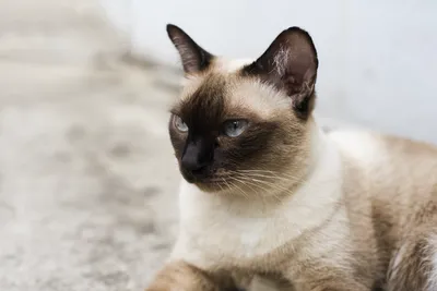Тайская кошка - символ элегантности и изящества 