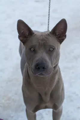 Тайский риджбек (Thai ridgeback dog) (Породы собак) тайская порода, риджбек  фото, риджбек купить, тайский риджбек фото, тайский риджбек купить, тайский  риджбек цена, щенки тайского риджбека Энциклопедия о животных EGIDA.BY