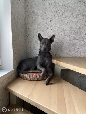 Щенки тайского риджбека питомник \"et Tar-menel\" - 🍃🍁🍂 Tera Curumi et  Tar-menel 🇫🇮 Thai Ridgeback Blue Color 💙 Тайский риджбек голубого окраса  🏆 Info: http://thairidgebacks.ru/ ⭐️🌟 Tel.: + 7 (920) 306-79-87 ✉☎