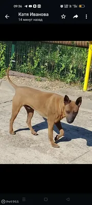 Жемчужина среди пород: Тайский риджбек | Wikipets.ru | Дзен
