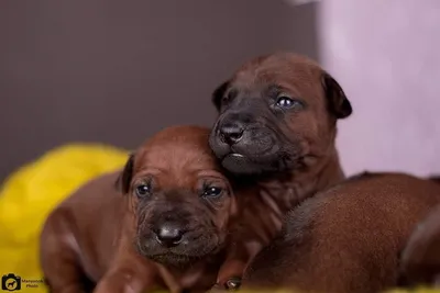 Щенки тайского риджбека питомник \"et Tar-menel\" - One year ago 😊 Thia  Melian et Tar-menel 🇳🇴 Isabella Thai Ridgeback 💛 Тайский Риджбек окраса  Изабелла 🏆 Info about kennel: http://thairidgebacks.ru Tel.: + 7 (