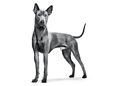 Щенки тайского риджбека питомник \"et Tar-menel\" - 🍃🍁🍂 Tera Curumi et  Tar-menel 🇫🇮 Thai Ridgeback Blue Color 💙 Тайский риджбек голубого окраса  Info: http://thairidgebacks.ru/ ⭐️🌟 Tel.: + 7 (920) 306-79-87 ✉☎ Youtube: