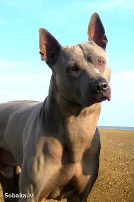 Собака Тайский риджбек на ул. Кобцевой, 1 к5 | Pet911.ru