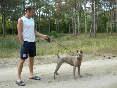 Тайская собака Ridgeback в траве Стоковое Изображение - изображение  насчитывающей трава, одно: 186400063