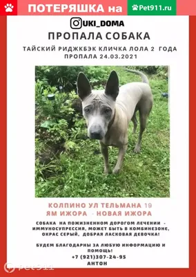 Гиперреализм собака породы Тайский …» — создано в Шедевруме