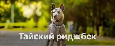 Тайская собака на полу природы в таиланде | Премиум Фото