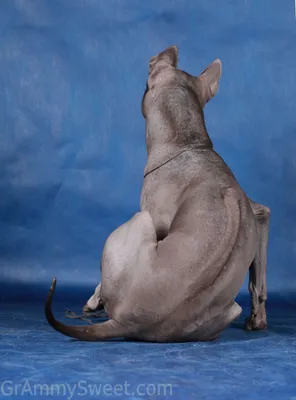 Красивая голубая тайская собака Ridgeback Стоковое Изображение -  изображение насчитывающей изображение, млекопитающее: 103694407
