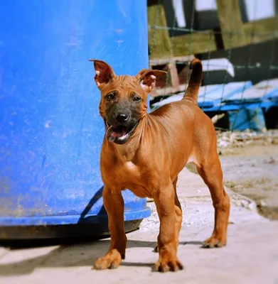 Тайский риджбек (Thai Ridgeback) - это очень умная, внимательная и  выносливая порода собак. Фото, отзывы, описание.