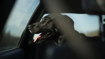 Собака Такса на такси» — создано в Шедевруме