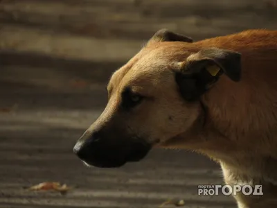Такса - Все о породе собаки | Собака породы Такса - YouTube