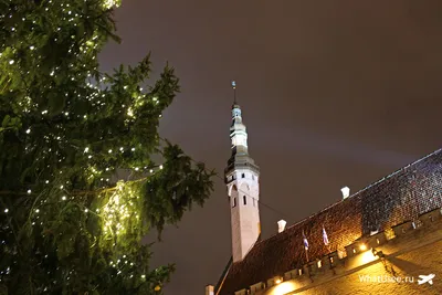 Город Таллинн (Эстония) - что посмотреть, где поесть и как согреться -  советы туристам — УНИАН