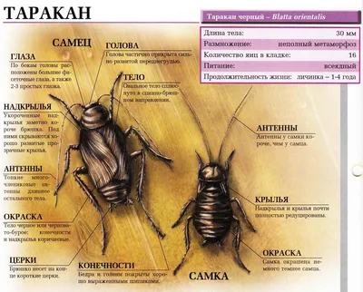 Таракан черный. Какие еще бывают тараканы? Сайт про зверей - ZveroSite.ru