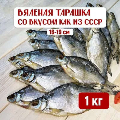 Вяленая рыба. Тарашка пивная, 1 кг - купить с доставкой по выгодным ценам в  интернет-магазине OZON (578420044)