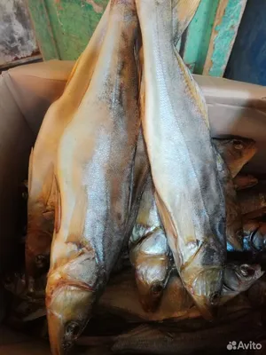 Отзыв о Тарашка вяленая Белорыбица Premium | Вкусная рыбка!
