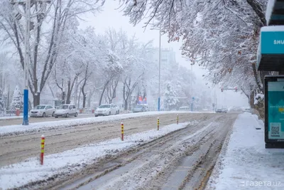 Фото: Снегопад в Ташкенте – Новости Узбекистана – Газета.uz