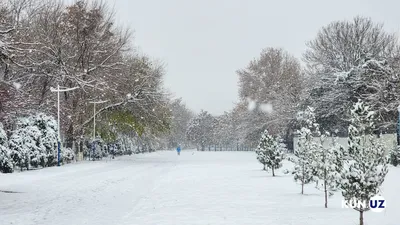 Зима близко: в Ташкенте выпал первый снег. Фото — Афиша Ташкента