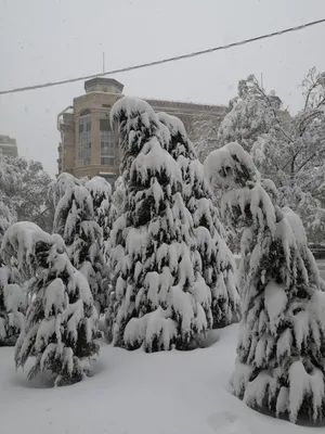 Снег и заморозки: как выглядит Ташкент зимой 2023 — Афиша Ташкента