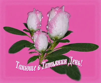 Татьянин день: очень красивые поздравления в прозе и оригинальные открытки  для Татьян