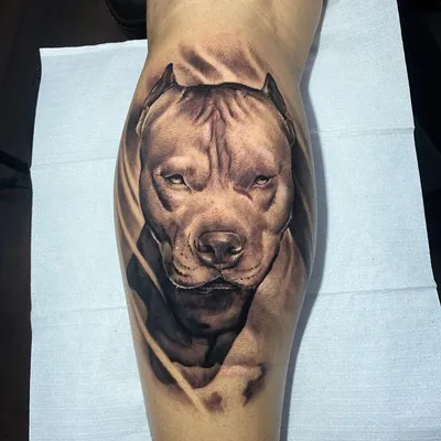 205+ Pitbull Tattoos Ideas and Designs (2022) - TattoosBoyGirl | Pitbull  tattoo, Gangsta tattoos, Leg tattoo men
