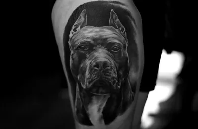 Dotwork Pitbull Portrait Tattoo - Adrian Dominic – Vic Market Tattoo