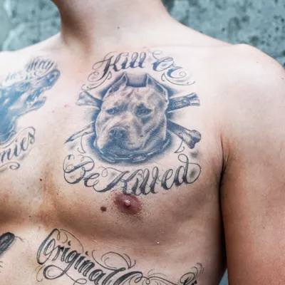 Pitbull Tattoo – Vic Market Tattoo