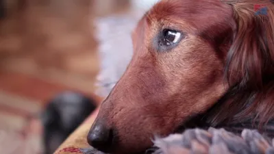 Течка у собак: сколько длится, поведение собаки, вязка | PetGlobals.com |  Дзен