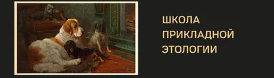 Хелвет Хелвет - Что делать, если у собаки🐶 началась течка❓ Течка — особый  период в жизни собаки, когда ей требуется повышенное внимание и уход. В это  период владельцу стоит быть более внимательным