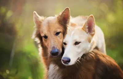 Трусы для собак во время течки - купить с доставкой по выгодным ценам в  интернет-магазине OZON (606633868)