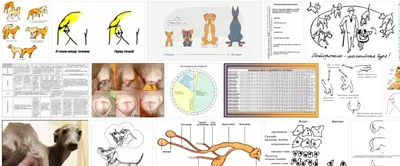 Течка у собак кровь (61 фото) - картинки sobakovod.club