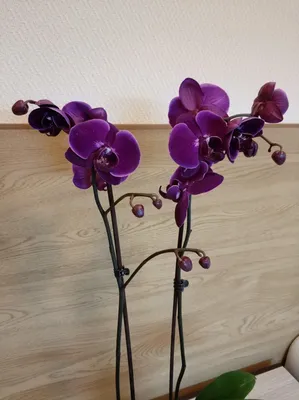 Купить орхидею фаленопсис \"Черный бархат\" в Москве с доставкой