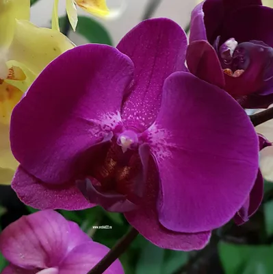 Купить темно-фиолетовую Орхидею 9 соцветий HQ в Москве