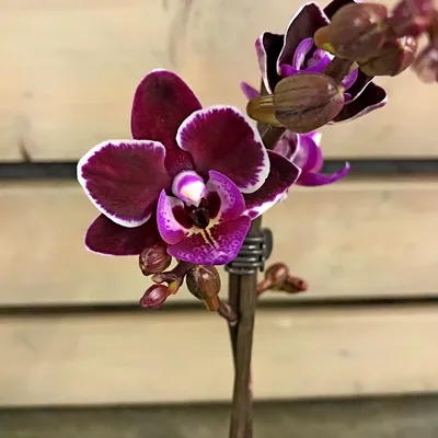 Орхидея Фаленопсис мини Темно-Фиолетовая 9/25 купить в Москве