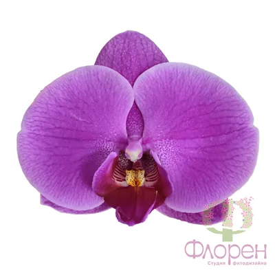 Орхидея Фаленопсис фиолетовая 2 ст купить в Москве с доставкой | Магазин  растений Bloom Story (Блум Стори)