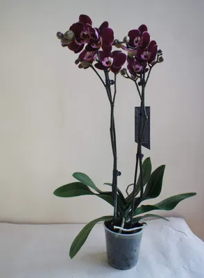 темно-фиолетовая орхидея на черном фоне Стоковое Изображение - изображение  насчитывающей шикарно, цветасто: 222754425