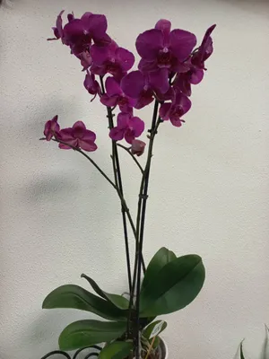 Купить Сумочка \"Орхидея фаленопсис, фиолетовая!..\" - тёмно-фиолетовый… |  Валяние, Войлочные цветы, Орхидея