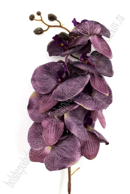 Черная орхидея фаленопсис. Доставка орхидей по Петербургу