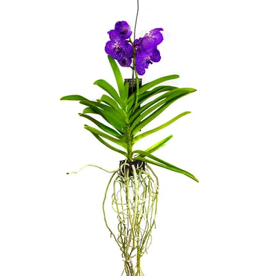 Темно фиолетовая орхидея - 60 фото